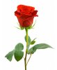 single-red-rose-with-white-background-nice-and-beatifull-full-hd-rose5RS-700x850.jpg